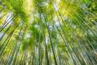Sagano Bamboo Forest, Arashiyama, Kyoto, Japan Art Print